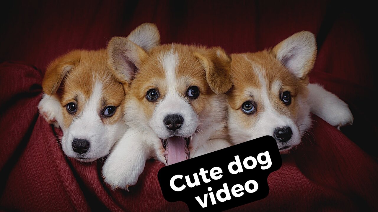 cute dogs video clips.