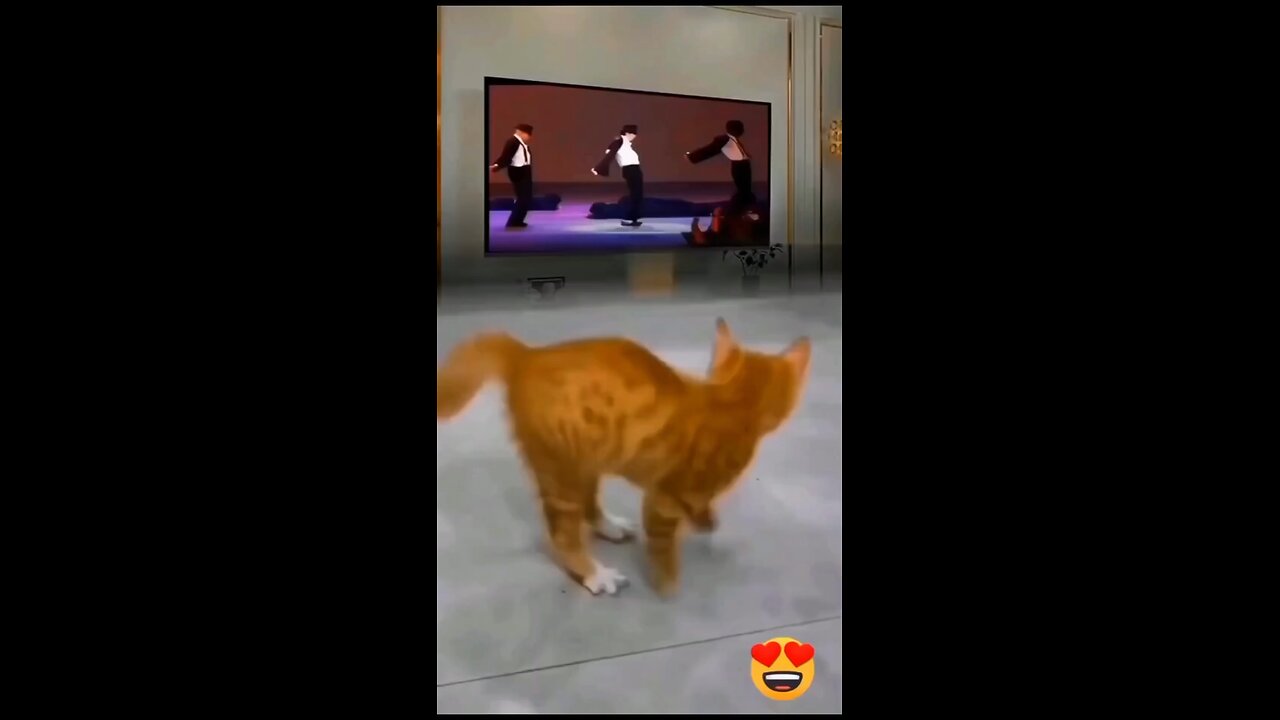 Dancer cat