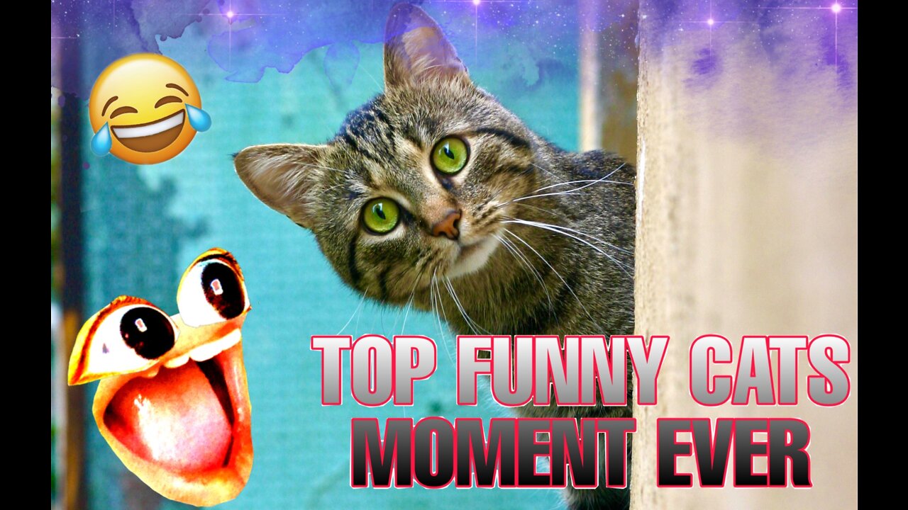TOP FUNNY CATS VIDEO EVER 😂
