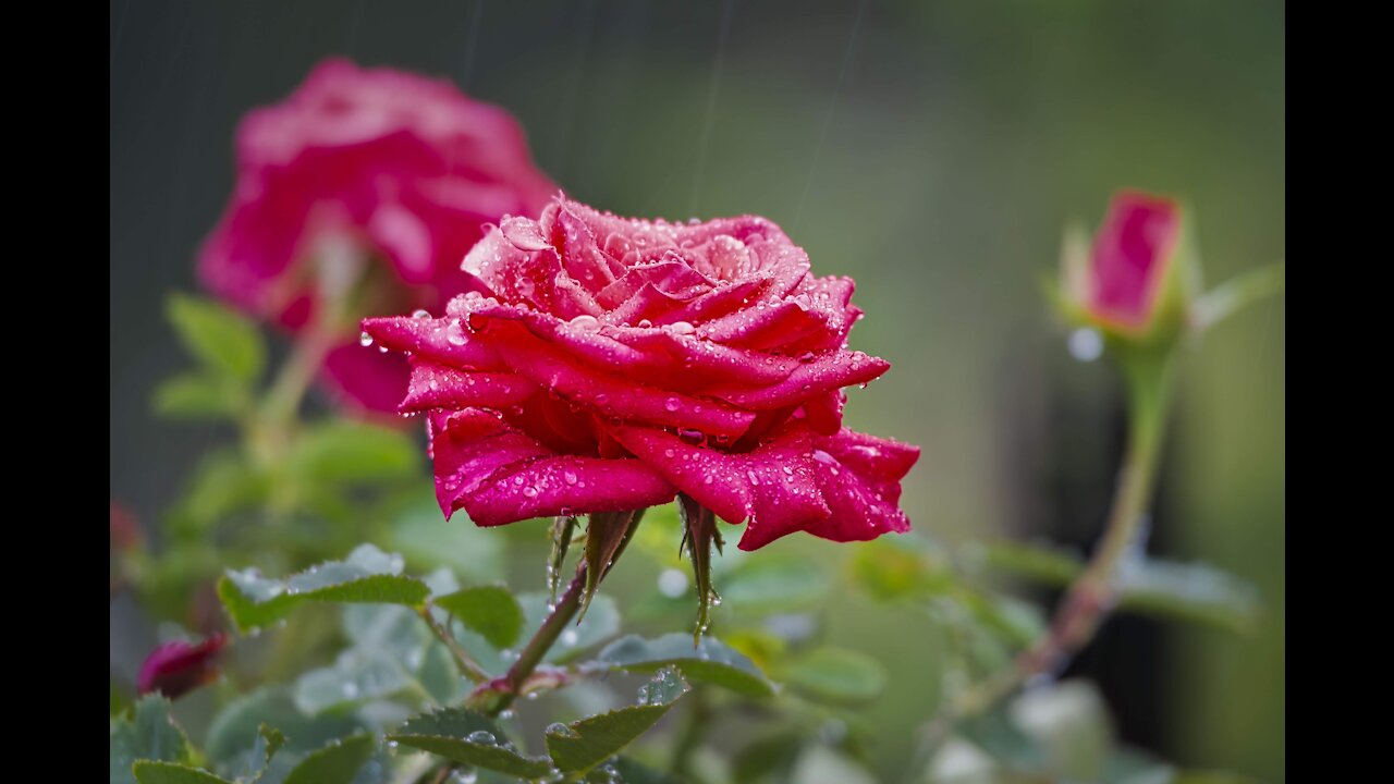 Rain in the Garden
