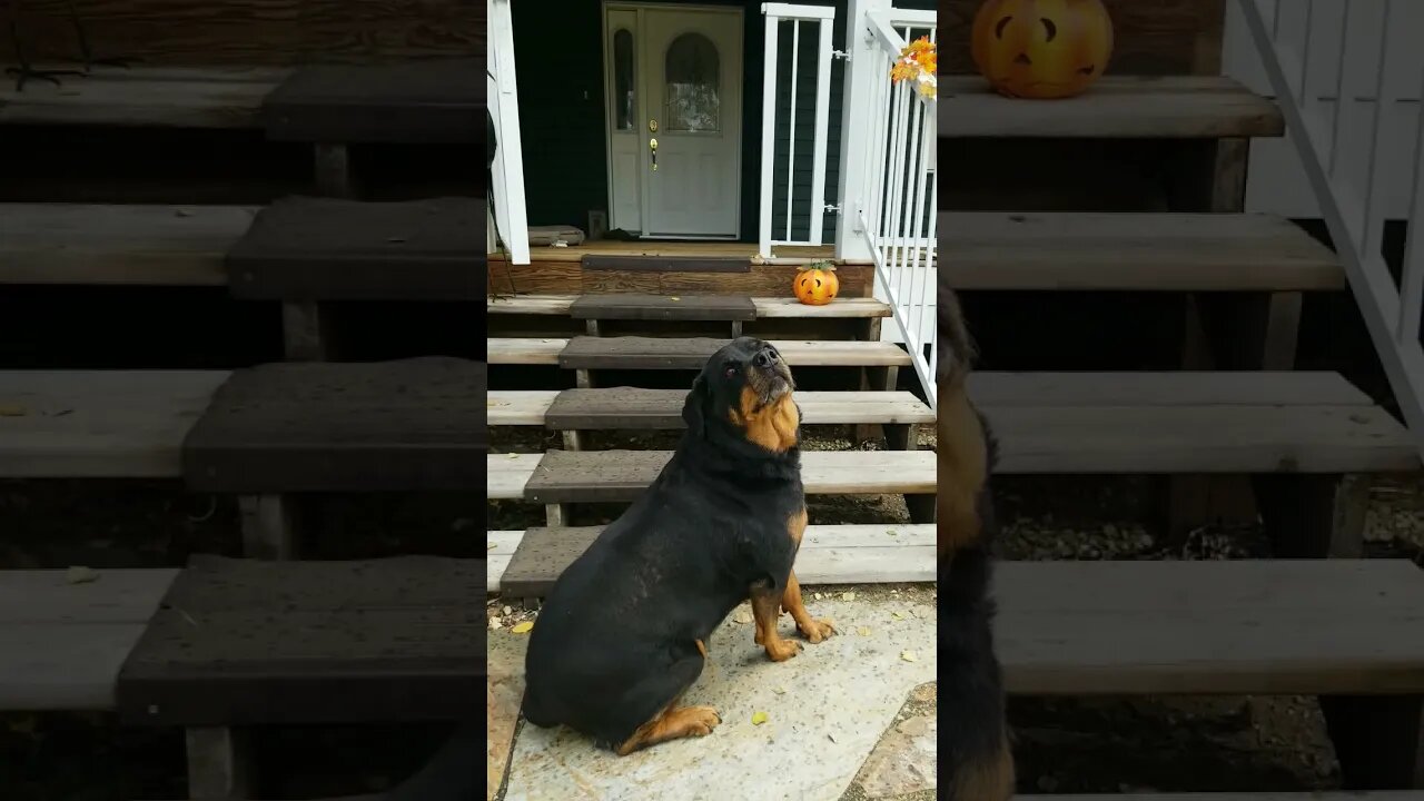 Rottweiler In Autumn Breeze 💖💛 #rottweiler #shorts