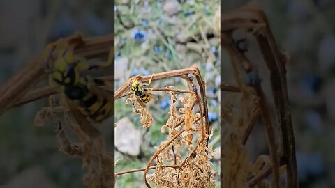 ambitious little jumping spider gets cold feet