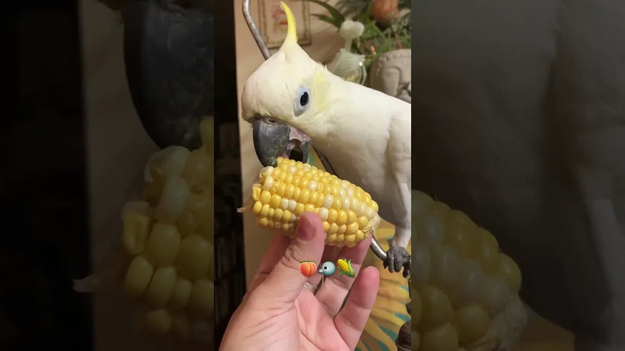 Peaches wild 🌽 #cutepets #shorts #cockatoo #parrot #birdshorts #corn