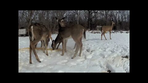 Deer Mosh Pitt