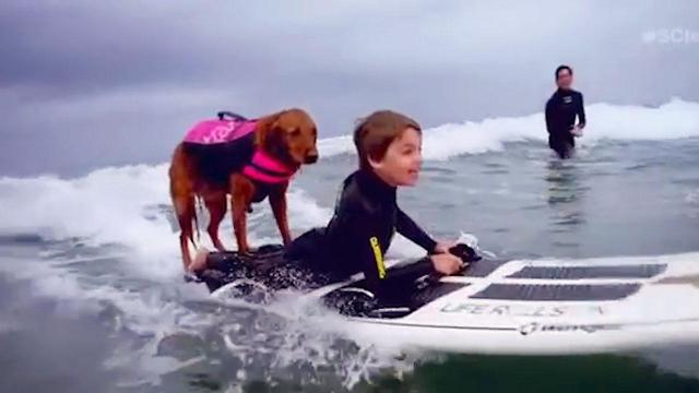 Dog Surfs With Disabled Children