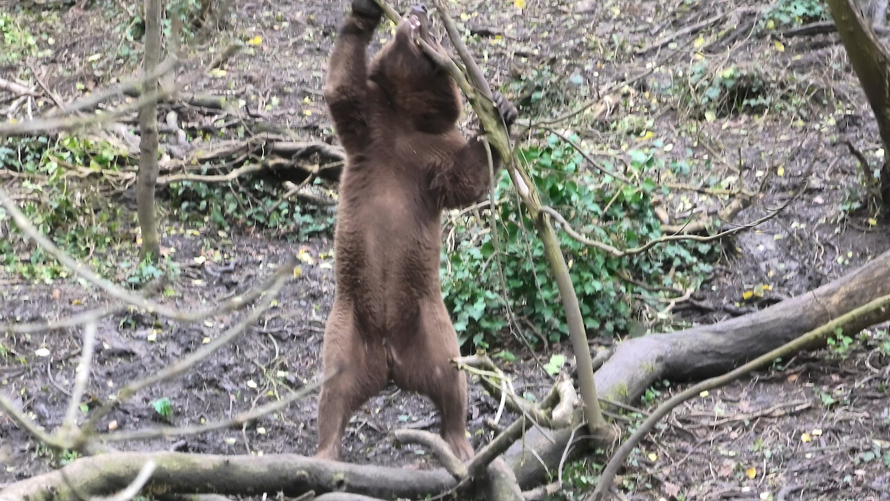 Crazy bear at the zoo tries to rip down an entire tree