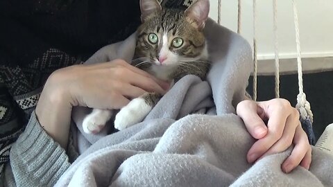 Kitten Loves Being Wrapped In a Blanket