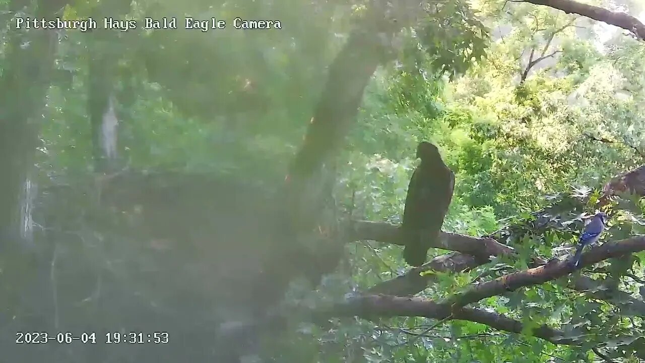 Hays Eagles Nest Blue Jay Visitor H19 H20 watch 6.4.23 19:30