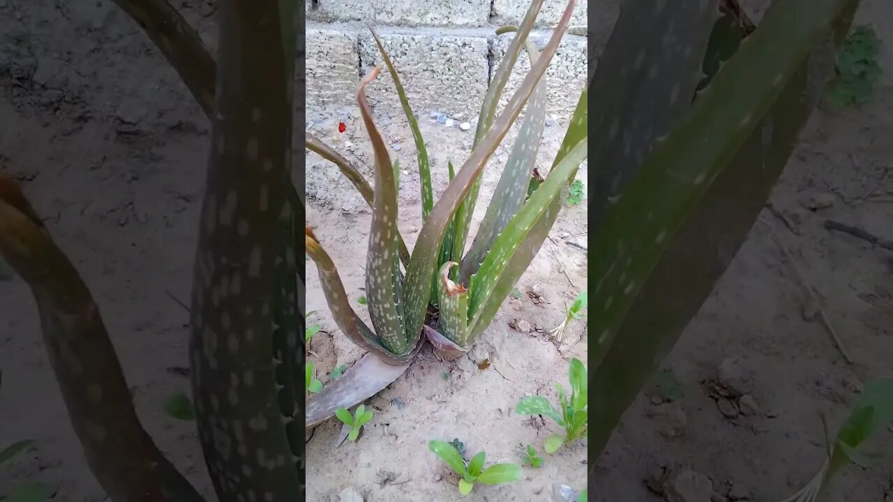 Satisfying Relaxing morning sounds #nature #garden #kittens #goodmorning