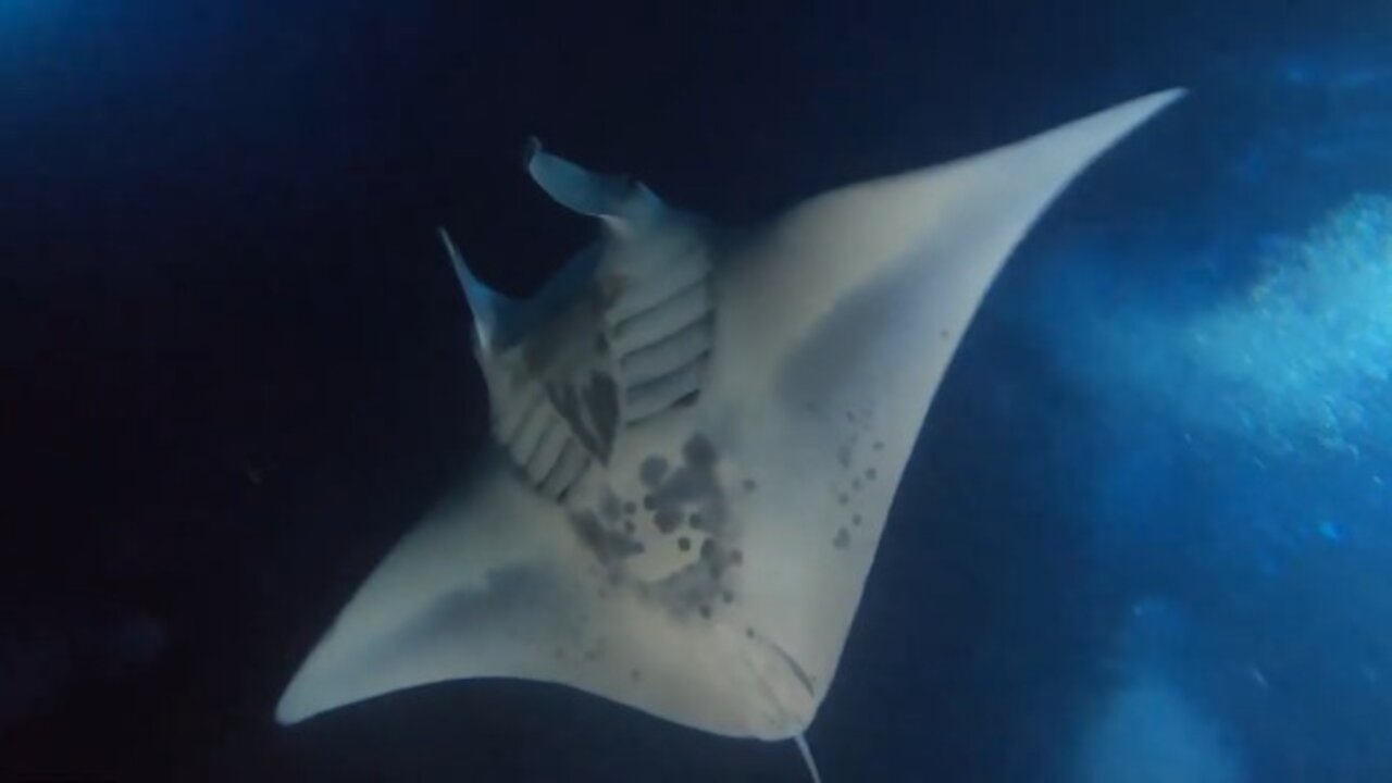 Manta Ray Night Dive, Big Island, Hawaii (Tribute to The Rock)