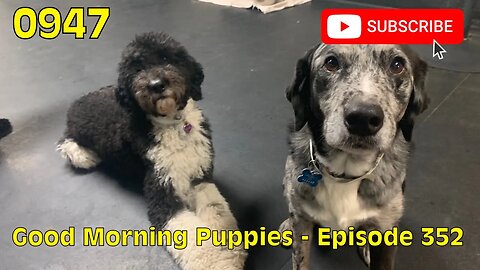 [0947] GOOD MORNING PUPPIES - EPISODE 352 [#dogs #doggos #doggos #puppies #dogdaycare]