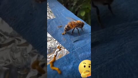 abonnez à la chaîne si vous aimez la vidéo 😘#abeille #apiculture #beekeeping