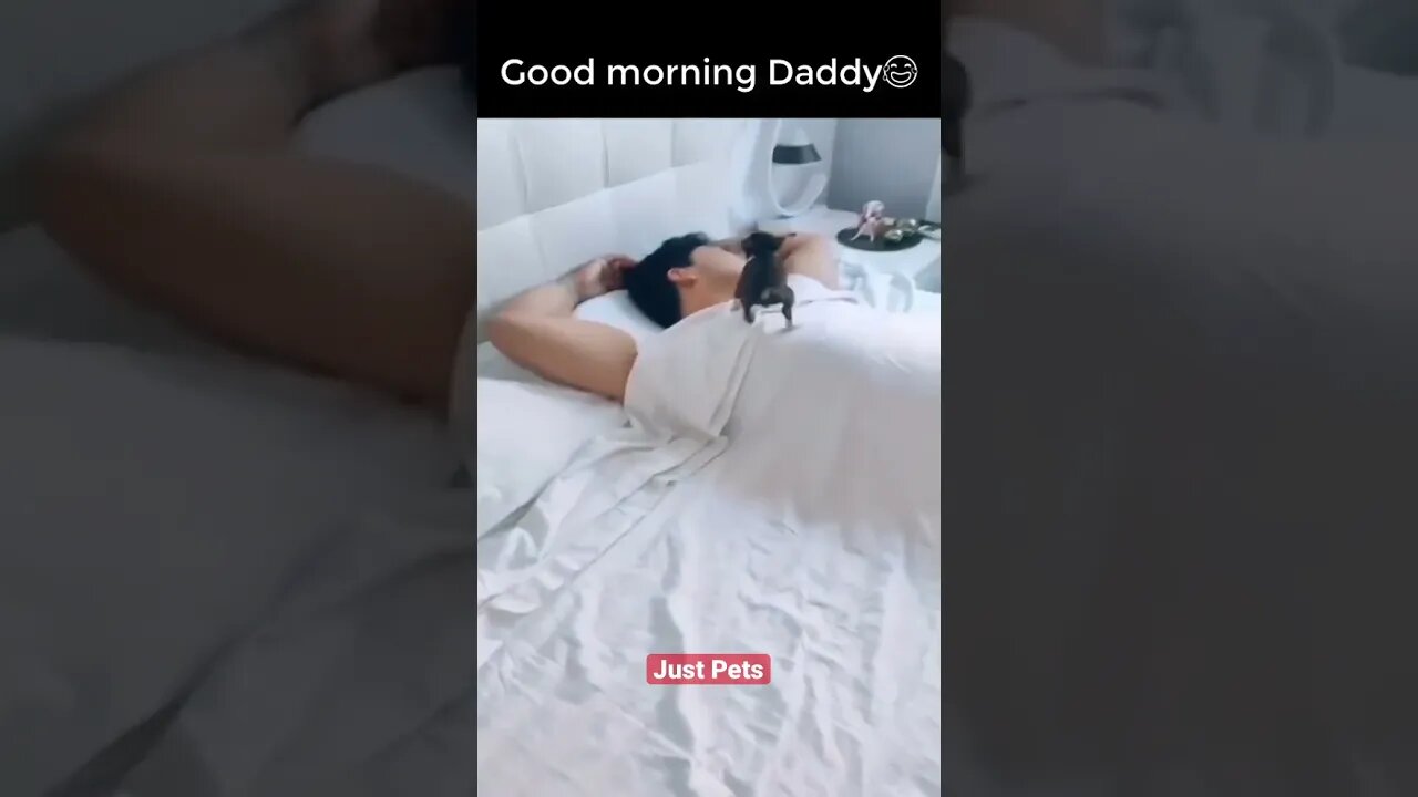 Good morning Daddy #cute #funnyanimals #tiktok #funnyvideos #dog