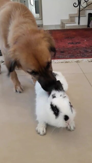 Happy doggy loves spending time with bunny best friend