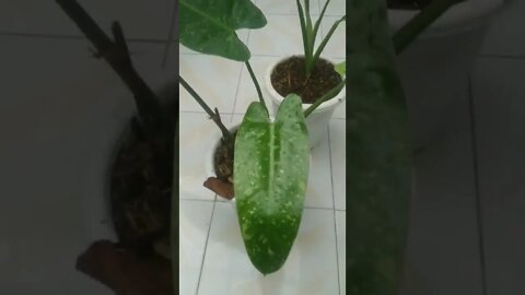 2 pot josebono udah tidak layu|| mulai seger lagi ☺