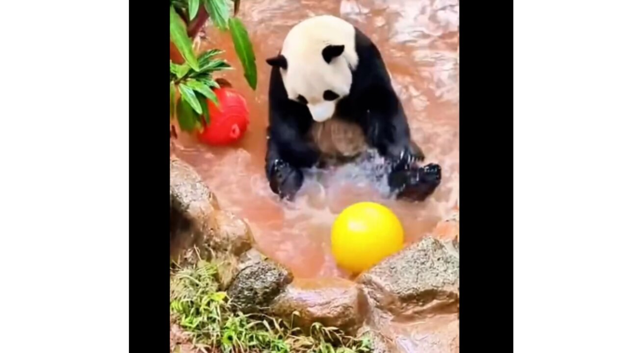 Funny Pandas - Funny Animals