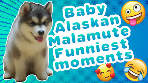 Omggg so sweet and cute Baby Malamute❤❤❤ Spend a moment of happiness with these furry ones.