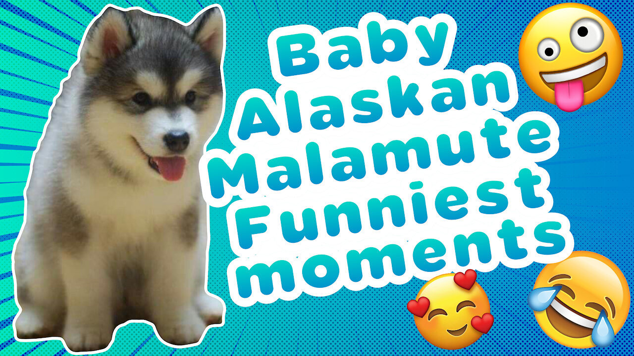 Omggg so sweet and cute Baby Malamute❤❤❤ Spend a moment of happiness with these furry ones.