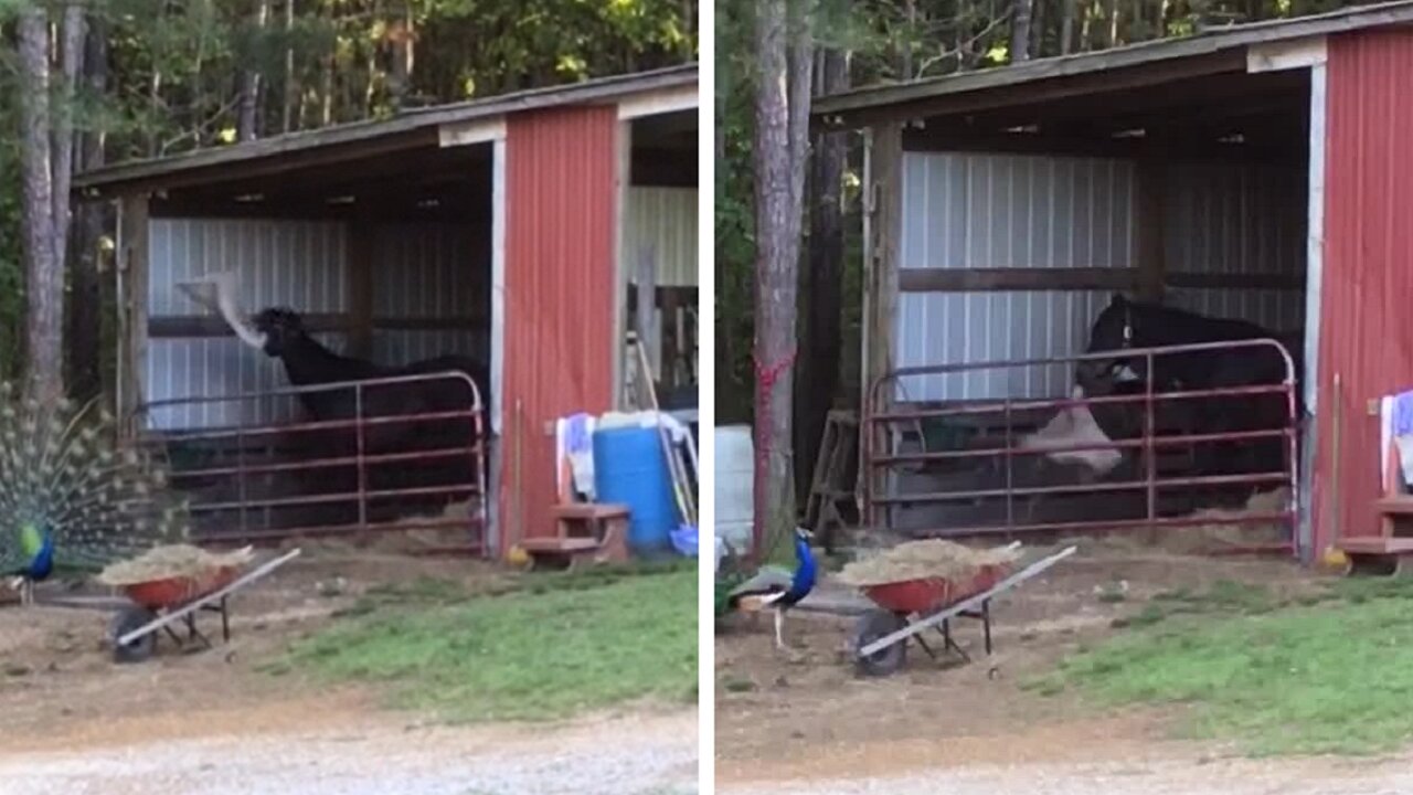 Horse has the best time playing around with favorite blanket