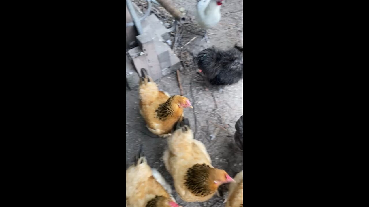 Good morning chickens