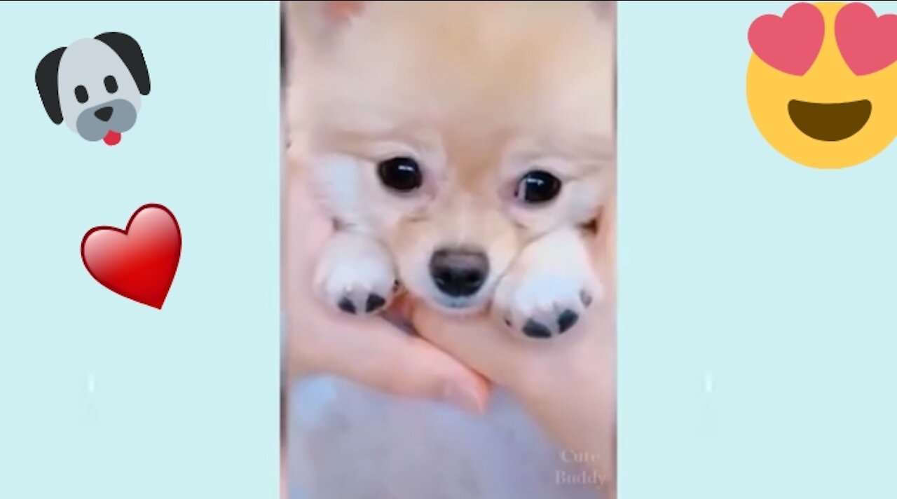 cute and funny puppies and beautiful