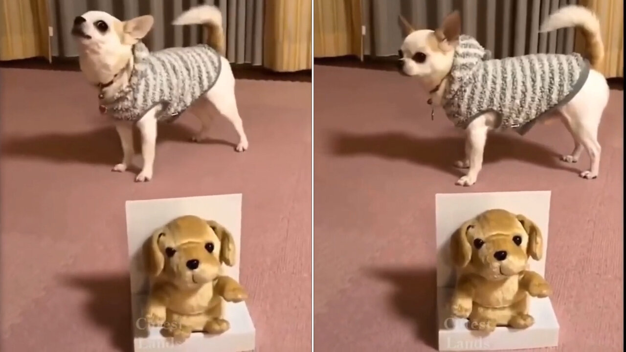 Dog howling with teddy