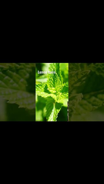 Herbal Fever Support with Lemon Balm