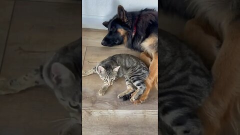 Beauty and the bestie #gsd #germanshepherd #cat #kitten