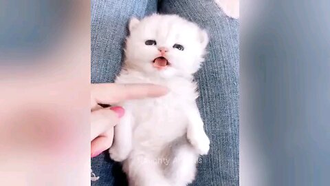 Funny animals