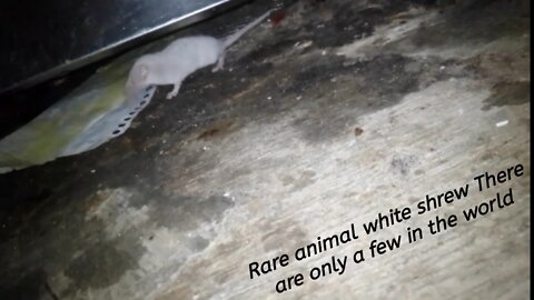 white shrew rare animal There are only a few in the world