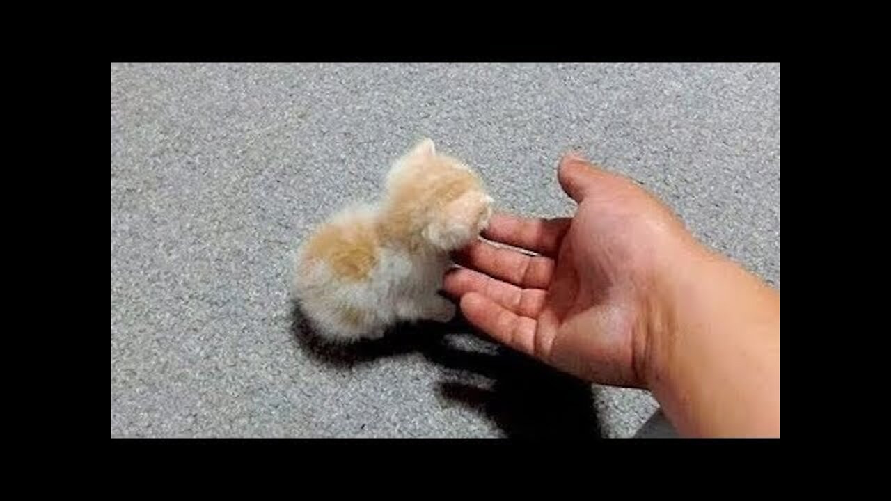 Cutest Dogs and Cats In The World