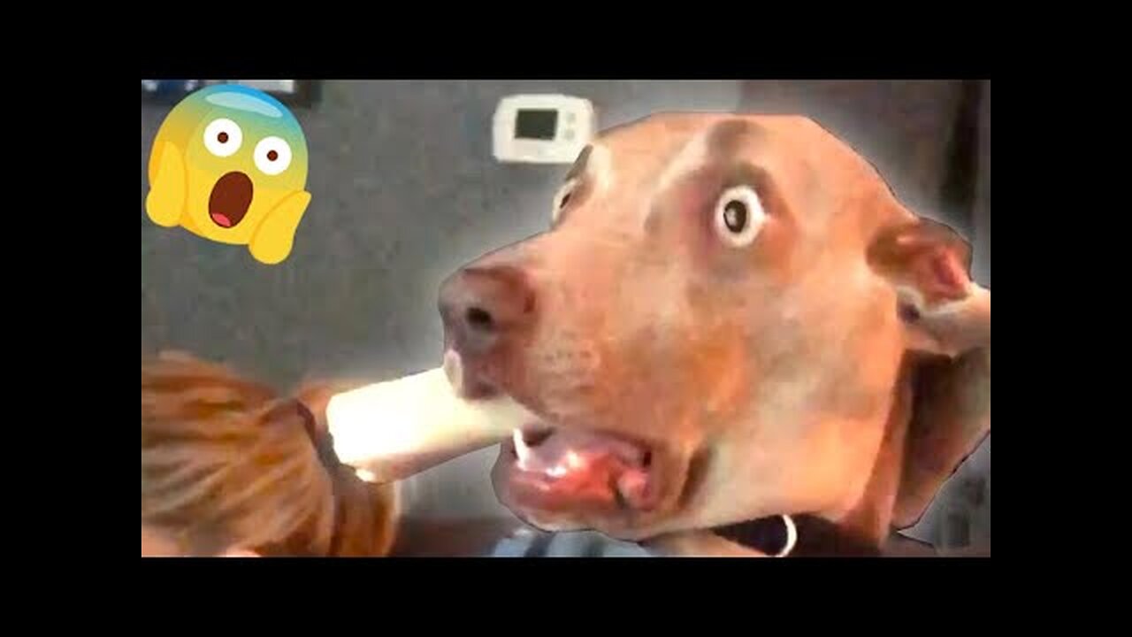Laugh A Lot With These Dramatic Dogs - Funny Videos| Pets Island