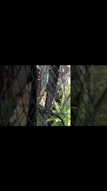 Mother hen takes baby chicks into cat enclosure to hide from bird of prey!