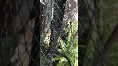 Mother hen takes baby chicks into cat enclosure to hide from bird of prey!