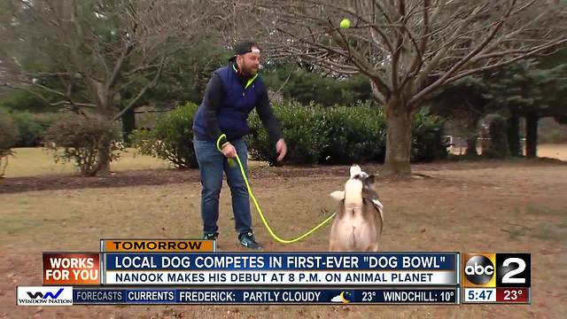 Local dog competes in Dog Bowl