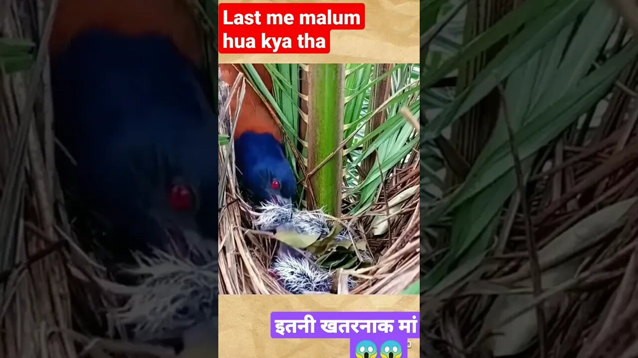 इतनी खतरनाक मां|| itni khatrnak maa #shortsfeed #shorts #birds