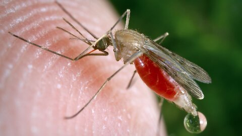 Florida - Prepare For 1 Trillion GMO Mosquitoes