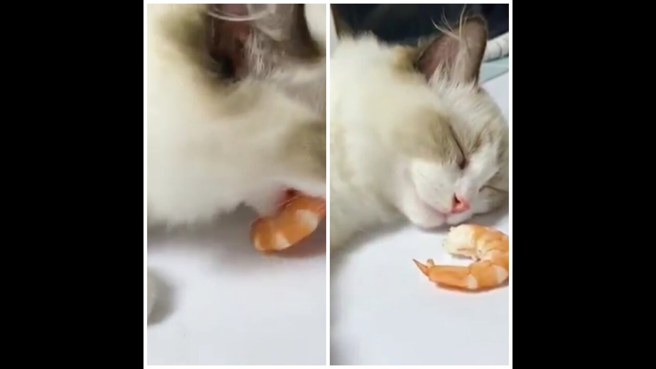 Sleepy kitty gets woken up with a treat🙂