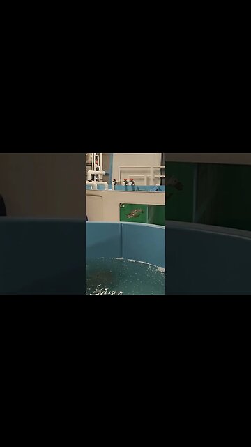 seaturtle recovery nc aquariums #atlanticbeach