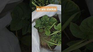 got some potato growth! #shorts #video #homestead #farm #potato #potatoes