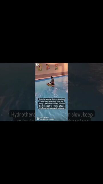 On a Mission... #dog