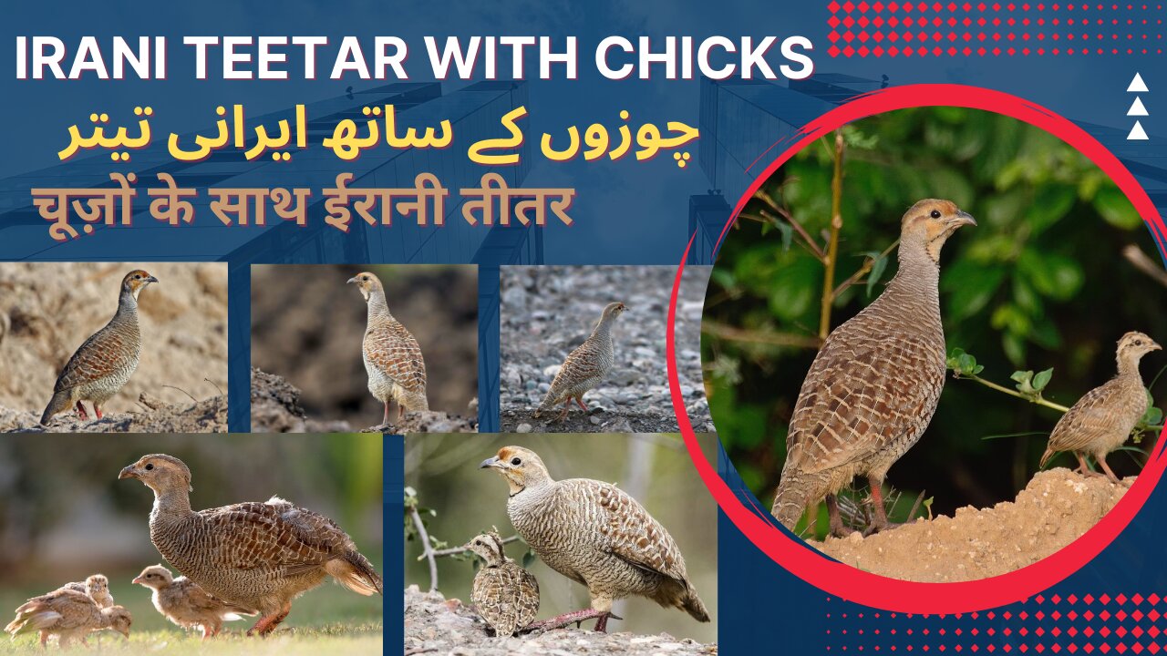 Irani Teetar Bird with Chicks