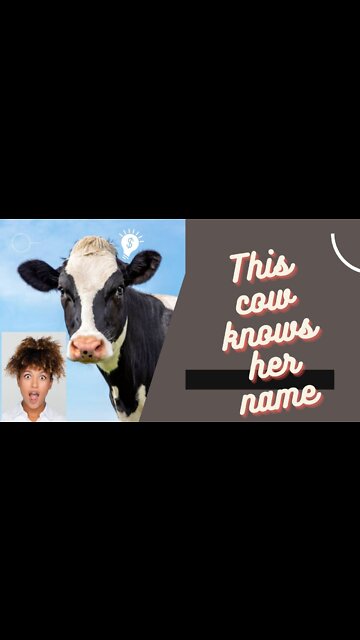 This cow knows her name !!