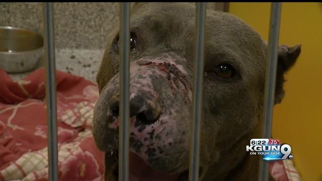 Two dogs found malnourished, injured