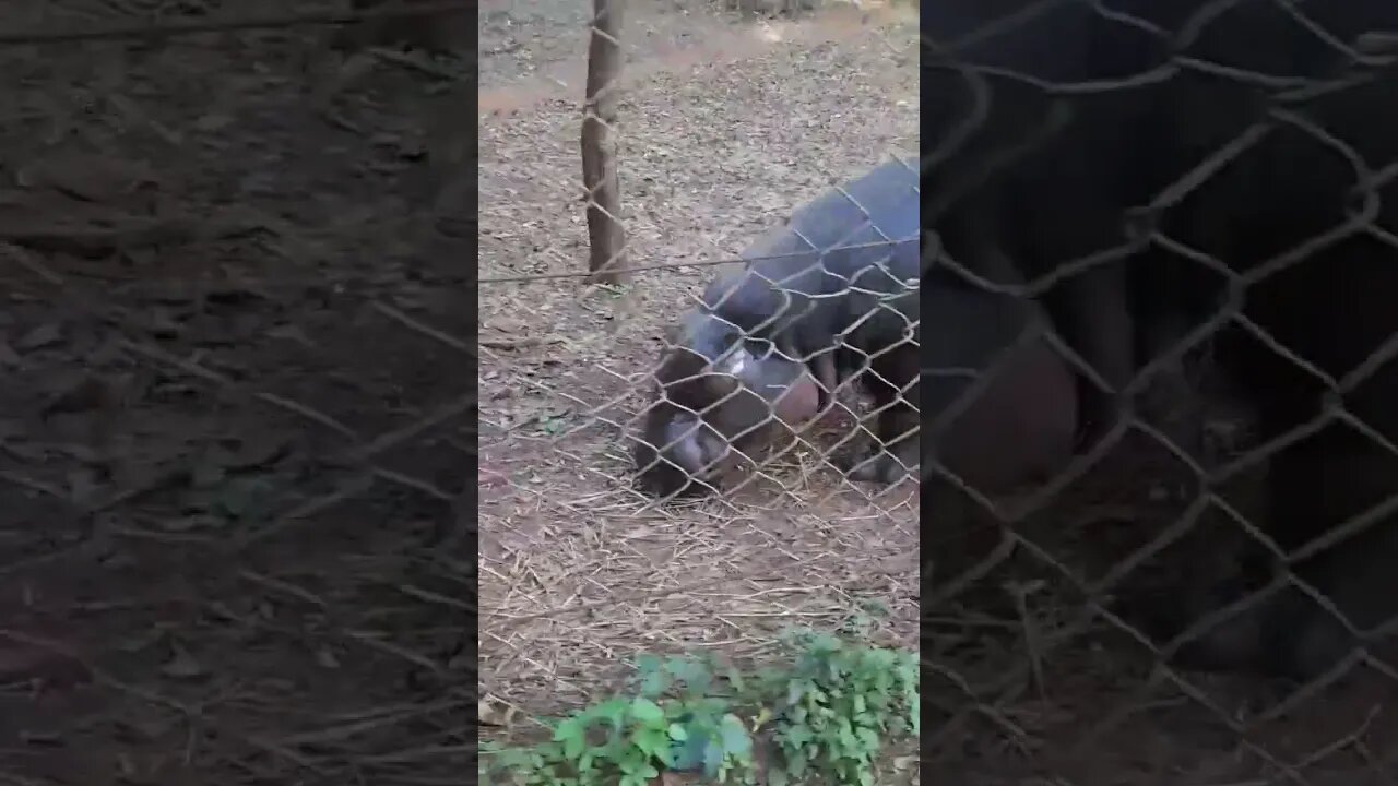savannah pygmy hippo 1 #relaxing #lions #nature #travel #wildlife #viral #animals #love #cat#short