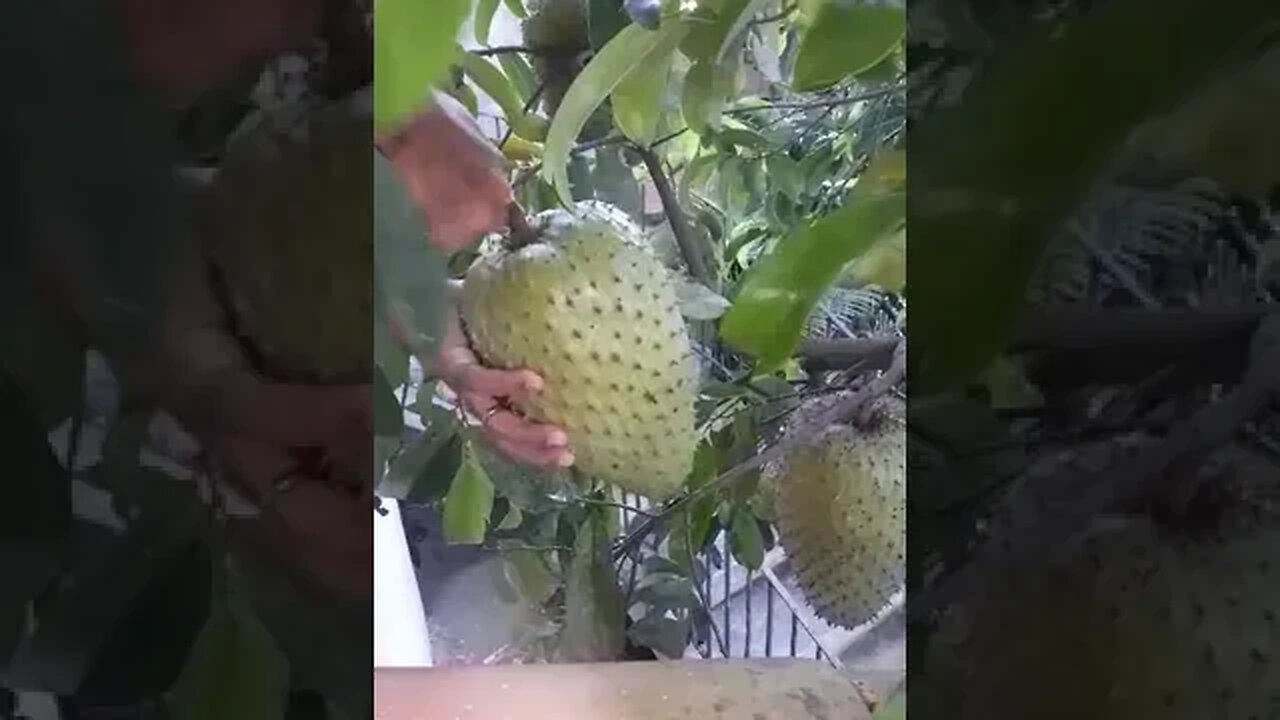 graviola (Annona muricata) fornecida pelo horto Meireles para o cliente Júnior muito obrigado amigo