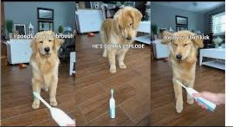 Funny Dog Video please