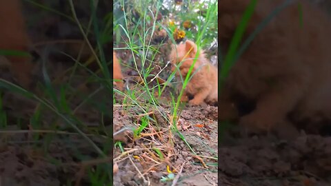 Cute Cats 😻#cats#cutecat#cutecatshorts#pets#cutepets#funnycats#viral#tiktok#viralvideo#youtube
