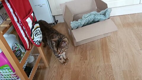 Box inspector cat