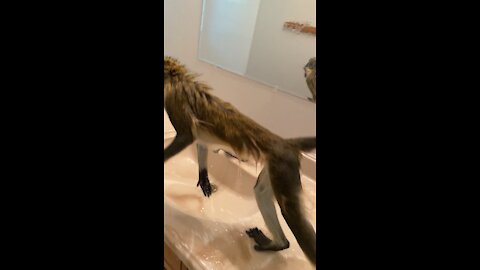 Monkey Fun!